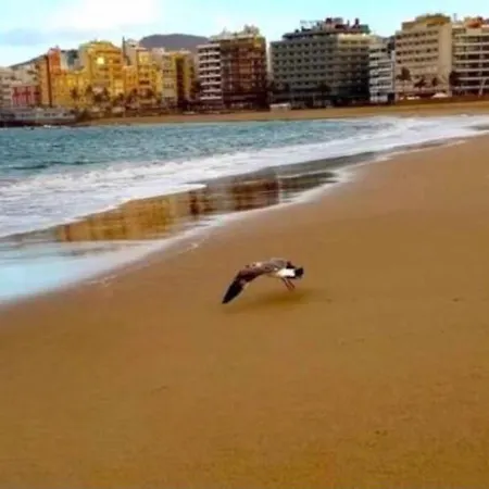 Zen Garden Lejlighed Las Palmas de Gran Canaria
